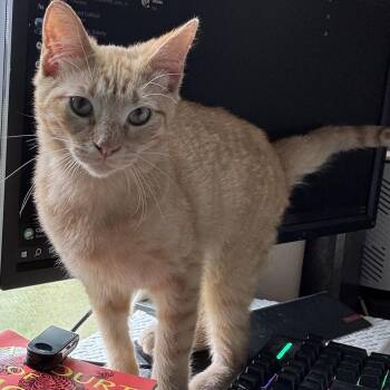Domestic Short Hair Cats Available for Adoption in Houston, Texas - Bryson | PetCurious