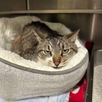 Scarlett -  Domestic Short Hair Cat for Adoption in East Brunswick, New Jersey - Scarlett | PetCurious