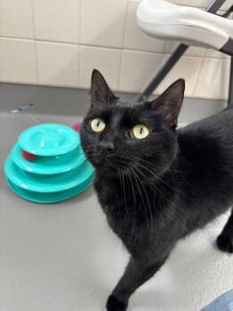 Rescue Domestic Short Hair Cats for Adoption in Healdsburg, California - Virgo | PetCurious