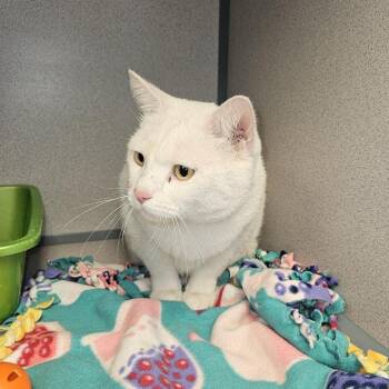 Yang -  Domestic Short Hair Cat for Adoption in Cedar Rapids, Iowa - Yang | PetCurious