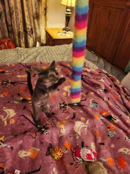 Rosie -  Domestic Short Hair Cat for Adoption in Chicago, Illinois - Rosie | PetCurious