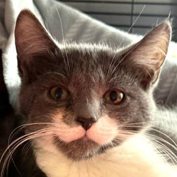 Domestic Short Hair Cats Available for Adoption - Xenon | PetCurious
