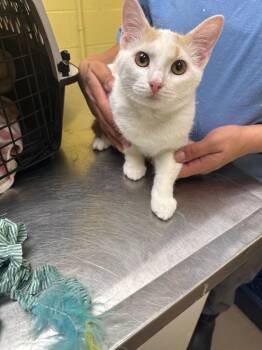 Indie -  Domestic Short Hair Cat for Adoption in Crossville, Tennessee - Indie | PetCurious
