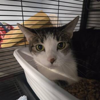 Mochee -  Domestic Short Hair Cat for Adoption in Desert Hot Springs, California - Mochee | PetCurious