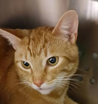 Aspen -  Domestic Short Hair Cat for Adoption in Oakland, California - Aspen | PetCurious