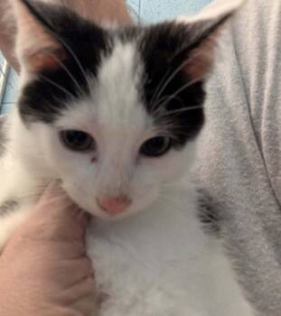 Domestic Short Hair Cats Available for Adoption in Evansville, Indiana - Scone | PetCurious