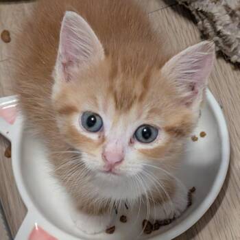 Valencia 23 -  Domestic Short Hair Cat for Adoption in Austin, Texas - Valencia 23 | PetCurious