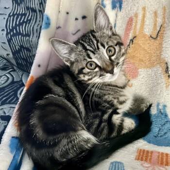 Biscotti -  Domestic Short Hair Cat for Adoption in Denver, Colorado - Biscotti | PetCurious