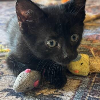 Selena -  Domestic Short Hair Cat for Adoption in Pasco, Washington - Selena | PetCurious