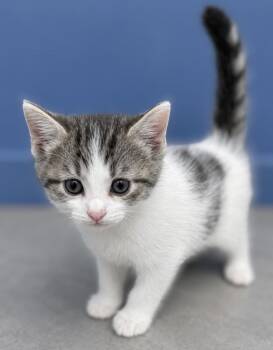 Yankee - In Foster / Appointment Required -  Domestic Short Hair Cat for Adoption in Elkins, West Virginia - Yankee - In Foster / Appointment Required | PetCurious