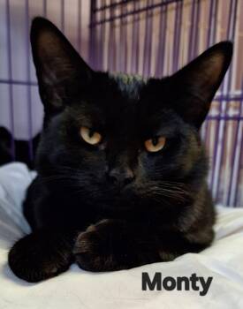 Monty -  Domestic Short Hair Cat for Adoption in Westfield, New York - Monty | PetCurious
