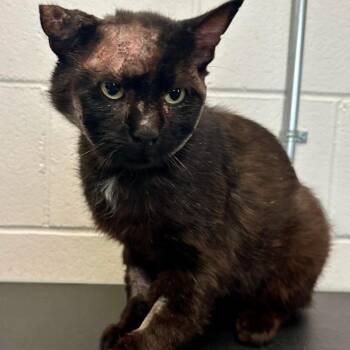 Narwhal C11909 -  Domestic Short Hair Cat for Adoption - Narwhal C11909 | PetCurious