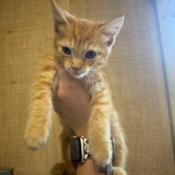 Mr. Maple -  Domestic Short Hair Cat for Adoption in New York, New York - Mr. Maple | PetCurious