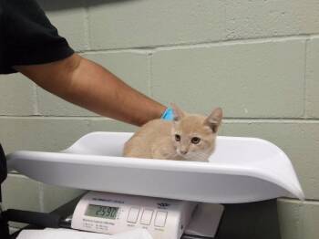 DANIEL -  Domestic Short Hair Cat for Adoption in Tulsa, Oklahoma - DANIEL | PetCurious