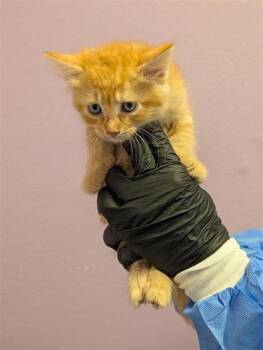 61724710 -  Domestic Medium Hair Cat for Adoption in El Paso, Texas - 61724710 | PetCurious