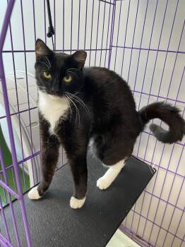 Domestic Short Hair Cats Available for Adoption in INDN HBR BCH, Florida - Chip McClean | PetCurious