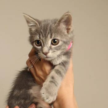 Turks C70747 -  Domestic Short Hair Cat for Adoption in Minnetonka, Minnesota - Turks C70747 | PetCurious