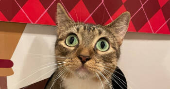 Rescue Domestic Short Hair Cats for Adoption in Newnan, Georgia - Fern | PetCurious