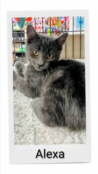 Alexa -  Domestic Short Hair Cat for Adoption in Caistor Centre, Ontario - Alexa | PetCurious