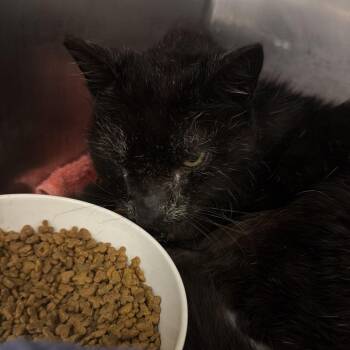 Walter -  Domestic Short Hair Cat for Adoption in Port Charlotte, Florida - Walter | PetCurious