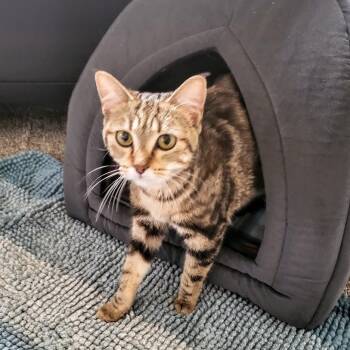 Rescue Domestic Short Hair Cats for Adoption in Bloomington, Minnesota - Butters | PetCurious
