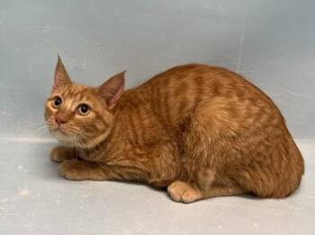 Finn -  Domestic Short Hair Cat for Adoption in Woodbury, Minnesota - Finn | PetCurious