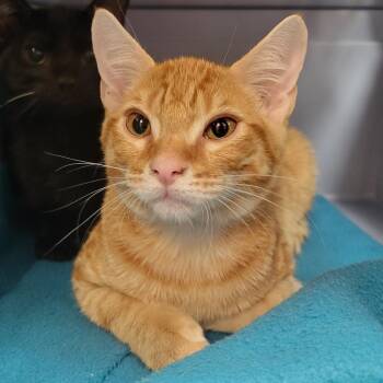 Lobster -  Domestic Short Hair Cat for Adoption in Sarasota, Florida - Lobster | PetCurious