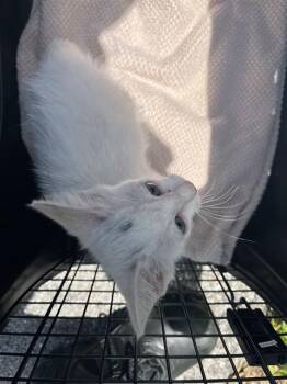 A137787 -  Domestic Short Hair Cat for Adoption in Palmetto, Florida - A137787 | PetCurious