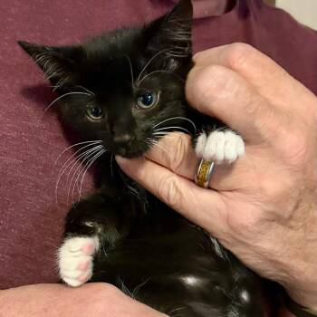 Chessie -  Domestic Short Hair Cat for Adoption in Gastonia, North Carolina - Chessie | PetCurious