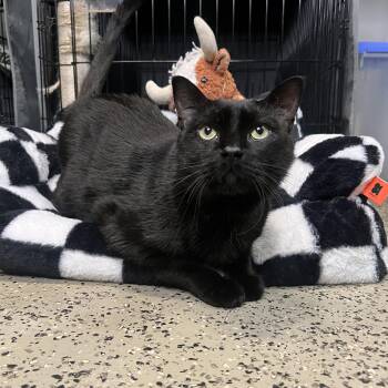 Rescue Domestic Short Hair Cats for Adoption in Frankenmuth, Michigan - Hakeem | PetCurious