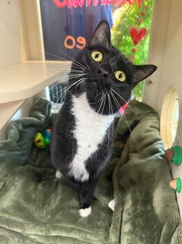 Domestic Short Hair Cats Available for Adoption - Pimento | PetCurious