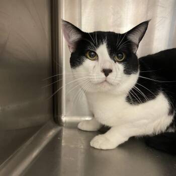 Oreo -  Domestic Short Hair Cat for Adoption in Chattanooga, Tennessee - Oreo | PetCurious
