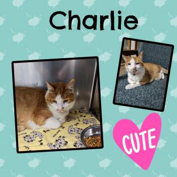 Rescue Domestic Short Hair Cats for Adoption in Monticello, Indiana - Charlie Answers To Pumpkin | PetCurious