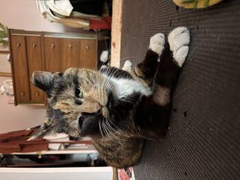 American Shorthair Cats Available for Adoption in Philadelphia, Pennsylvania - Miss Macaroni | PetCurious