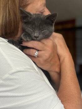 Peppy -  Domestic Short Hair Cat for Adoption in Duxbury, Massachusetts - Peppy | PetCurious