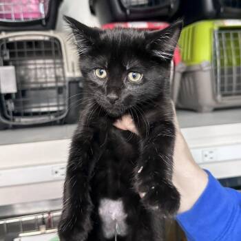 Raphael -  Domestic Medium Hair Cat for Adoption in Matteson, Illinois - Raphael | PetCurious