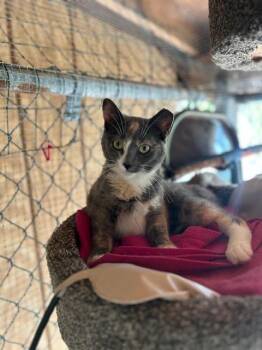 Domestic Short Hair Cats Available for Adoption in Ashland, Ohio - Maggie (bonded With Ellie) | PetCurious