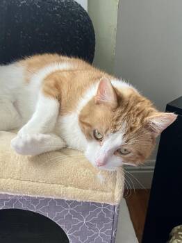 Domestic Short Hair Cats Available for Adoption - Fred | PetCurious