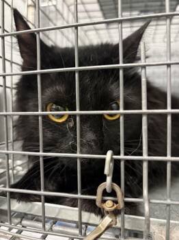 Domestic Long Hair Cats Available for Adoption - BLACKBERRY | PetCurious