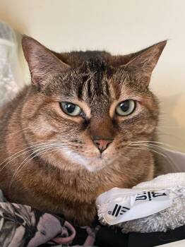 Rescue American Shorthair Cats for Adoption in Chatham, Ontario - Simba | PetCurious