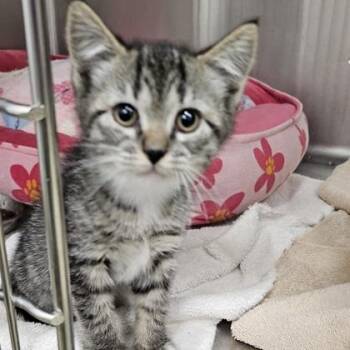 Domestic Short Hair Cats Available for Adoption in Schenectady, New York - Widget | PetCurious