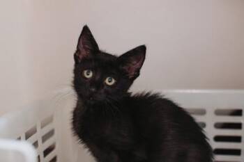 93340a Pepper -  Domestic Short Hair Cat for Adoption in North Charleston, South Carolina - 93340a Pepper | PetCurious