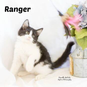Mickey -  Tuxedo and Domestic Long Hair Cat for Adoption in Los Angeles, California - Mickey | PetCurious
