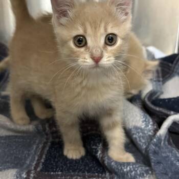 Cheeto- Cross Post -  Domestic Short Hair Cat for Adoption in Tomah, Wisconsin - Cheeto- Cross Post | PetCurious