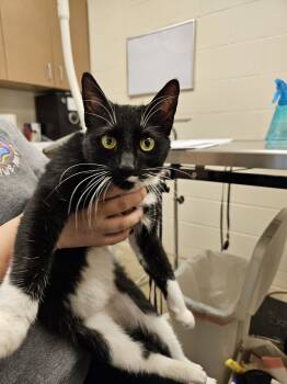 Rescue Domestic Short Hair Cats for Adoption in Burlington, Iowa - Pawla | PetCurious