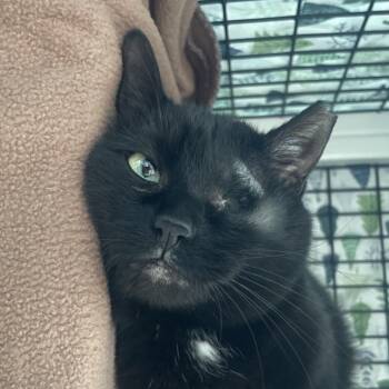 Domestic Short Hair Cats Available for Adoption in Chicago, Illinois - Monica | PetCurious