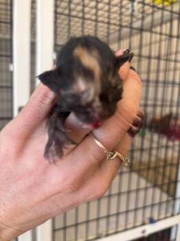 Freckles -  Domestic Medium Hair Cat for Adoption in Green River, Wyoming - Freckles | PetCurious