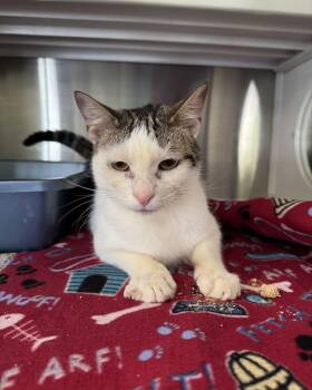 Domestic Short Hair Cats Available for Adoption in Seneca, Pennsylvania - Samson | PetCurious