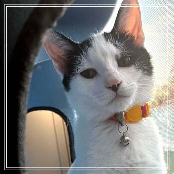 Mya -  Domestic Short Hair Cat for Adoption in Monroe, Michigan - Mya | PetCurious