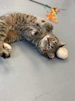 Domestic Short Hair Cats Available for Adoption - Gigi | PetCurious